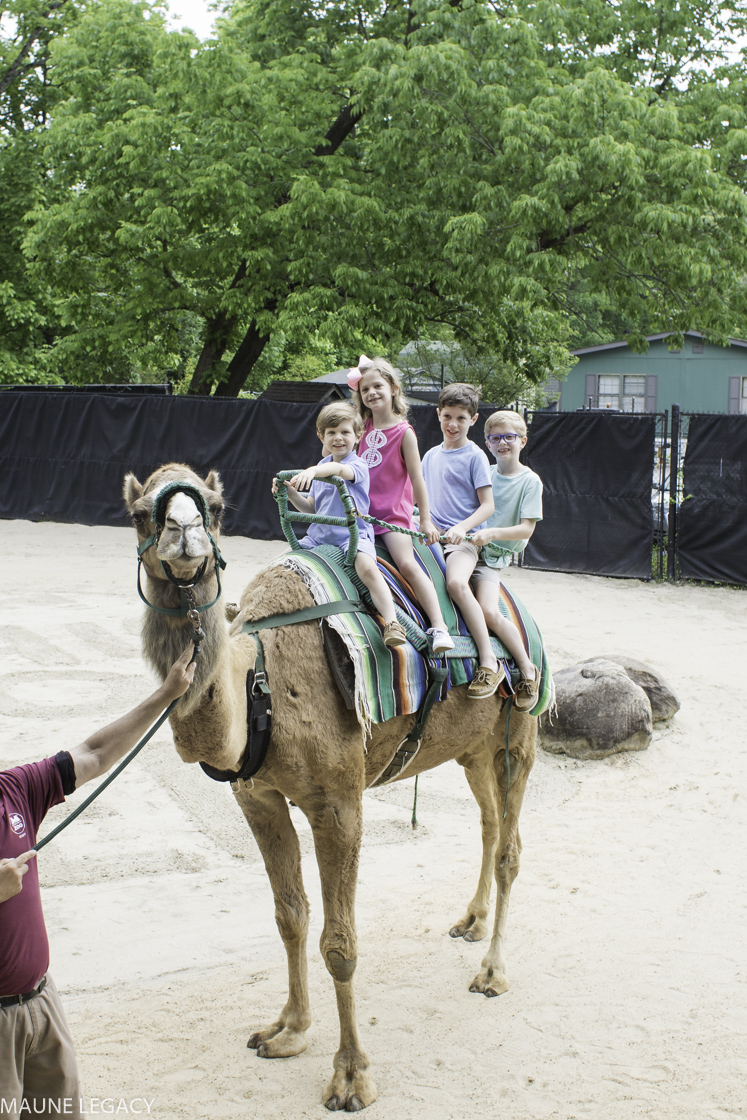 Top Arkansas lifestyle blogger, Jennifer from Maune Legacy, shares fun things to do in Memphis with kids. Click for her Tennessee family vacation guide!