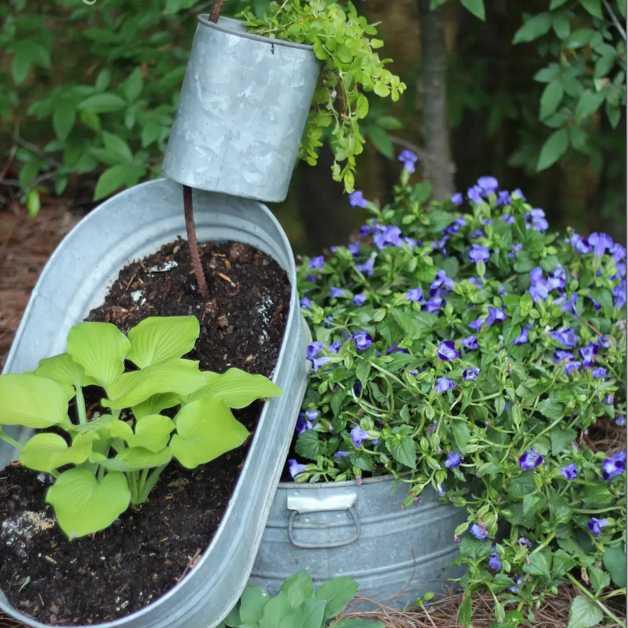 Galvanized garden containers